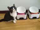 日式宠物狗狗猫斜口防滑陶瓷食盆架法斗碗狗碗食盆大号大型犬用品 L-白色碗橙垫餐桌套装 实拍图