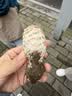 京喜加广西钦蜜9号黄金百香果青果发货当季新鲜大果黄皮果奶茶店水果 【中果5斤】约35-40个 实拍图