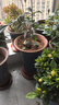 爵遇良品花盆家用大号透气紫砂大花盆特大号种树盆发财树特大号花盆陶瓷 聚宝盆 翠绿色 特大号 图示 实拍图
