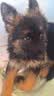 蒂瑞科纯种德牧幼犬弓背黑背德国牧羊犬活体大型狼狗猎犬宠物狗 血统级 实拍图