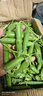 新鲜甜豌豆农家自种新鲜蔬菜豆角豆米现摘现发豌豆荚 四川甜豌豆净重5斤 实拍图
