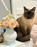 海洋之星低温烘焙猫粮幼猫成猫粮美毛 全价冰川三文鱼配方 【美毛】冰川三文鱼烘焙粮1.5kg 实拍图