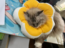 华元宠具（hoopet）狗狗伊丽莎白圈项圈小型犬宠物猫咪颈圈脖圈头套猫伊利沙白圈头罩 实拍图