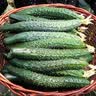 密农人家新鲜长黄瓜500g 绿黄瓜  黄瓜味浓带刺青瓜 生吃拌菜黄瓜蔬菜 脆玉长黄瓜500g 实拍图