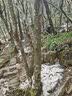 哥尔姆儿童冰爪防滑鞋套 户外雪地钉儿童登山攀岩装备便携冰爪11齿S码 实拍图