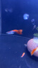 疯狂水草孔雀鱼活体水族宠物观赏鱼冷水耐活小型热带鱼淡水鱼苗 红扇孔雀鱼【共6条】 实拍图