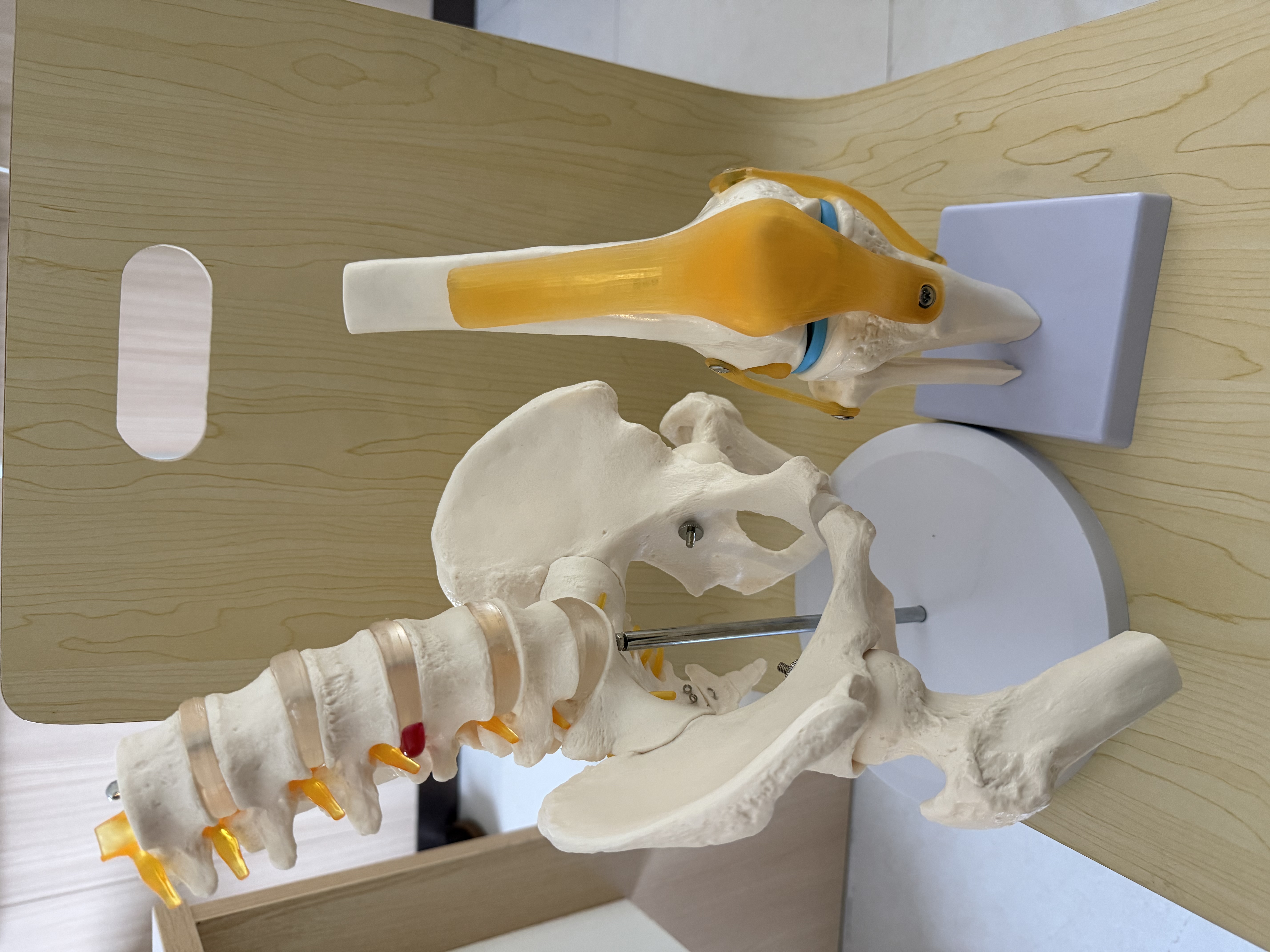 蓝蝶教学仿真人体膝关节功能模型附韧带骨骼医学功能展示 半月板交叉韧带活动膝盖 骨髌骨肩颈骨架骨科 人体膝关节 实拍图