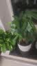花翁奇趣发财树苔藓球水培植物办公室内桌面好养耐活造型绿植源头直发 实拍图