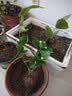茉莉花苗盆栽带花苞九里香老桩驱蚊花卉植物室内浓香四季开花好养 中份茉莉花【3-5颗】花苞一般 不含盆 实拍图