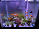 疯狂水草鱼草缸水草造景水草植物直接入缸火山石40-60cm缸源头直发包邮a 实拍图