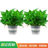 双盟绿萝盆栽除甲醛花卉绿植办公室新房净化空气160白2盆源头直发 实拍图