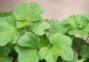 耘淘糯米冬寒菜种籽冬苋菜种子冬天菜种冬季籽种蔬菜青菜孑菜籽 糯米冬寒菜种子5包约5000粒 原装 晒单实拍图