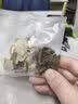 说客枸杞菊花决明子金银花养肝茶养护明目去火口臭五宝花茶养生茶茶叶 菊花决明子茶 10包*3盒 送【杯子】 实拍图