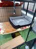 萌嘟星宠宠物猫狗窝小型犬猫咪睡垫四季通用幼犬泰迪狗垫子 S号 实拍图
