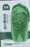 北蔬 正宗山东胶州白菜种子苗夏秋蔬菜种籽 北蔬胶州大白菜种子4000粒 实拍图