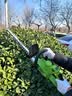 绿林（GREENER）无刷数显锂电动绿篱机修剪机绿化带修枝剪园林绿化剪双刃5.0AH1电 实拍图