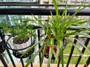 栏杆花架铁艺加粗阳台护栏花架子壁挂悬挂吊篮绿萝架多肉花盆挂架 加粗款【黑色】 实拍图