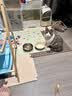 蔻丝（ColesHome）前景透明猫咪猫笼别墅厕所一体猫别墅一室一厅一卫自由大空间 透气别墅款双层【106*36*106cm】可置物 下单送净味球 猫厕款：裸笼+猫砂盆+猫砂铲+逗猫棒+净味球（1包6 实拍图