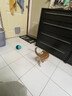 阿莫尔宠物猫咪自嗨漏食球玩具长杆逗猫棒磨牙耐咬不倒翁解闷小猫 蓝色漏食不倒翁 实拍图