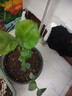 茉莉花苗盆栽带花苞九里香老桩驱蚊花卉植物室内浓香四季开花好养 中份茉莉花【3-5颗】花苞一般 不含盆 实拍图
