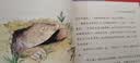 国际大奖获奖作家作品（4册）青鸟+兔子坡+居里夫人的故事+草原上的小木屋 儿童文学读物小学生三四五六年级课外阅读书籍青少年儿童必读名著故事书 名师教你读经典系列 暑期阅读 实拍图