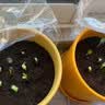 播种心情家庭种植蔬菜种子大全四季播种阳台盆栽农家庭院小菜园有机香菜菠 四季奶油小白菜种子2包 实拍图