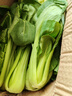 【东东买菜】四季小青菜自种大棚小油菜现摘超市涮火锅时令蔬菜 小青菜2斤装【含箱】 晒单实拍图
