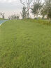 卓天（ZHUOTIAN）进口草坪种子草籽四季常青矮生免修剪庭院护坡绿化耐寒耐旱草种子 美国四季青一斤 实拍图