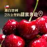 智利车厘子3J级2.5kg 实拍图