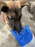 LEGENDSANDY蓝氏烘焙狗粮SSR中小型犬成犬幼犬粮鸡肉奇亚籽50g 实拍图