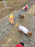 伊珊娜意大利进口ISB经典宠物浴液香波猫狗沐浴露香蕉护毛素 1000ML 实拍图