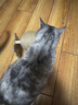 HELLOJOY逗猫咪玩具自嗨解闷猫抓板幼猫爪板小猫抓球耐抓不掉屑耐磨猫爬架 实拍图
