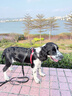 多尼斯（DOGNESS）狗狗牵引绳遛狗绳狗链子大中小型犬泰迪防爆冲宠物金毛边牧 黑M 实拍图