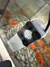 松宝（sobo）鱼缸过滤器三合一循环过滤增氧系统内置净水小型水族箱水泵 6W 实拍图