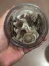 内廷上用胖东来同款鹿茸片正宗特级鹿茸血片梅花鹿中药材新鲜泡茶男性泡酒 [精选装]鹿茸片(一晚一片真男人） 50g*1罐 【热销60万+】 实拍图