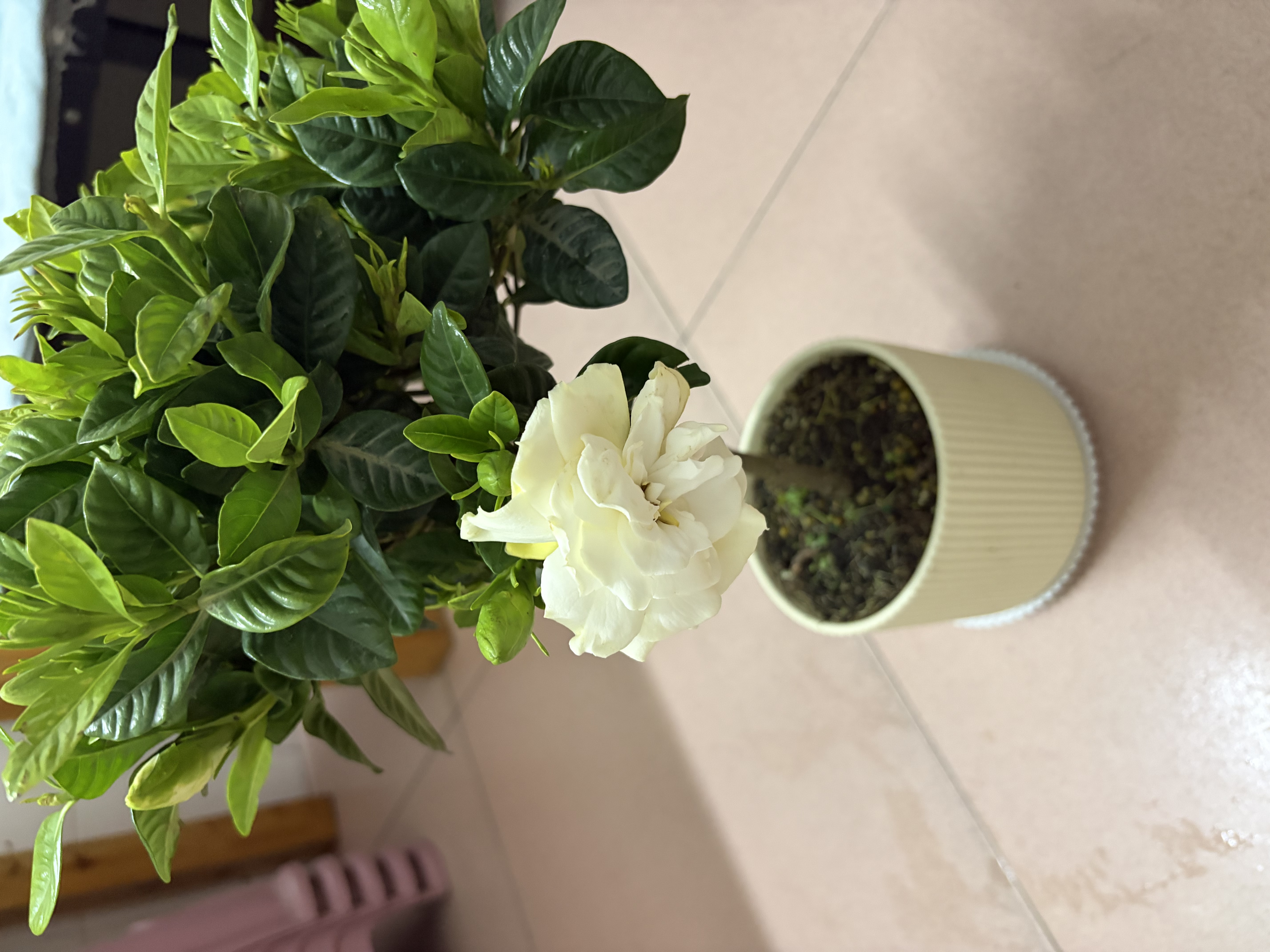 京云梦精品墨兰盆栽兰花富贵花卉兰花苗花客厅桌面植物四方语源头直发 实拍图