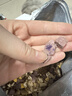 亿迪冻干猫粮幼猫成猫粮蓝莓紫薯10斤全价蓝猫布偶英短国产5kg次日达 实拍图