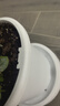 史丹利花盆家用树脂塑料盆栽加厚多肉月季阳台庭院加仑盆象牙白高197mm 实拍图