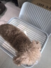 HELLOJOY狗狗厕所中小型犬防踩屎尿盆宠物用品小狗狗砂盆拉屎便盆专用大号 实拍图