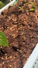 漫生活16L进口营养土通用型 种菜土养花土进口泥炭土椰糠花卉有机土壤 实拍图