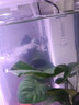 森森 小鲤鱼缸过滤器净水循环三合一内置水族箱过滤系统XQP-500F 6W 实拍图