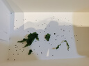 沃绣 【当天发货】新鲜桑叶 现摘大小蚕嫩桑叶新鲜大桑叶养蚕宝宝食物 小蚕嫩桑叶100g【发顺丰特快】 实拍图