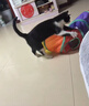 欢宠网猫玩具猫咪猫隧道彩虹钻洞袋子迷宫通道逗猫自嗨神器解闷猫猫小猫 实拍图