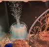 森森（SUNSUN）鱼缸增氧泵水族箱氧气泵家用小型充氧泵 4W单孔+水妖精一个【过滤培养硝化菌】 实拍图