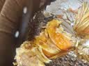 京鲜生越南进口菠萝蜜带皮去芯5斤装新鲜水果切块水果源头直发一件包邮 实拍图