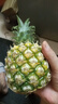 广东徐闻香水菠萝新鲜水果生鲜热带孕妇水果整箱包邮 【限时低价】1个装  净重650g起 实拍图