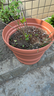 爱丽思（IRIS）特大号圆形花盆种树庭院超大加厚大盆景树木无花果蓝莓果树种植盆 热销*17号茶色 50L(口径51cm） 实拍图