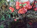 花翁海棠花盆栽树苗重瓣长寿冠盆景老桩庭院阳台绿植室内花卉源头直发 实拍图