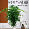 开时果 大文竹盆栽老桩精品植物 四季好养大棵文竹室内阳台大型绿植盆景 5年大文竹+古绿金瓷盆/约40-50cm 实拍图