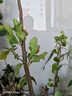 绿丝绦海棠花盆栽树苗日本铁杆北美海棠盆庭院阳台室内耐寒四季花卉植物 铁杆海棠 3年苗 实拍图